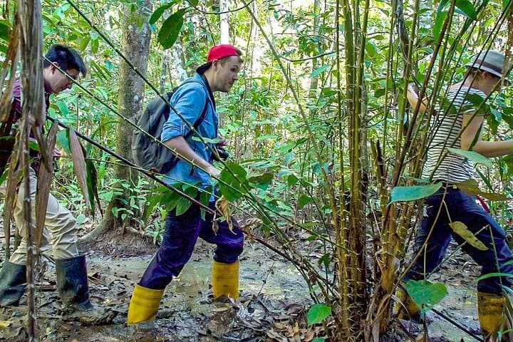 10-Day Private Borneo Wildlife Tour: Kinabalu, Kinabatangan & Danum photo 5