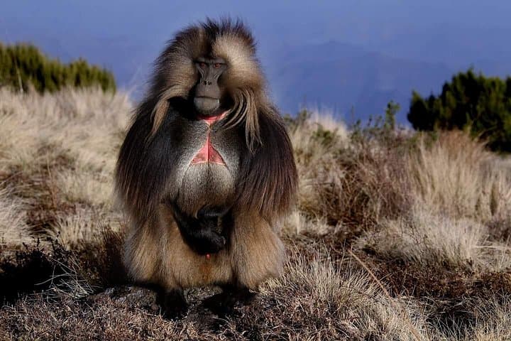 Simien Mountains Trek & Gondar Heritage: 4-Day Gelada, Waterfall & Walia Ibex Trek photo 4