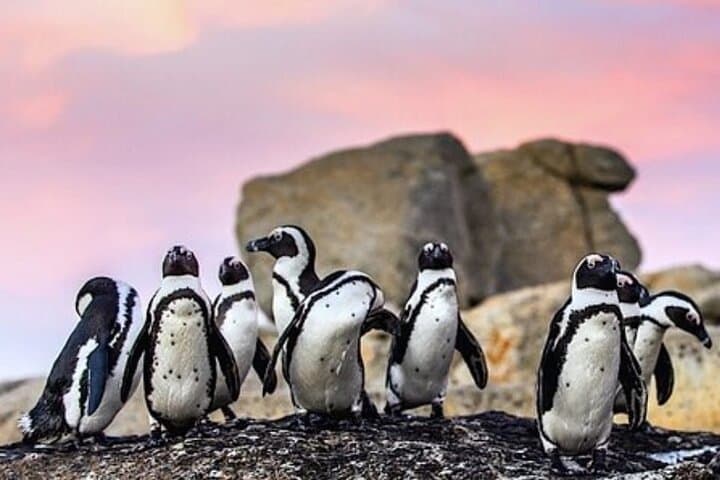 Cape Peninsula Scenic Coastal Adventure: Cape Point, Penguins & Chapman’s Peak photo 3