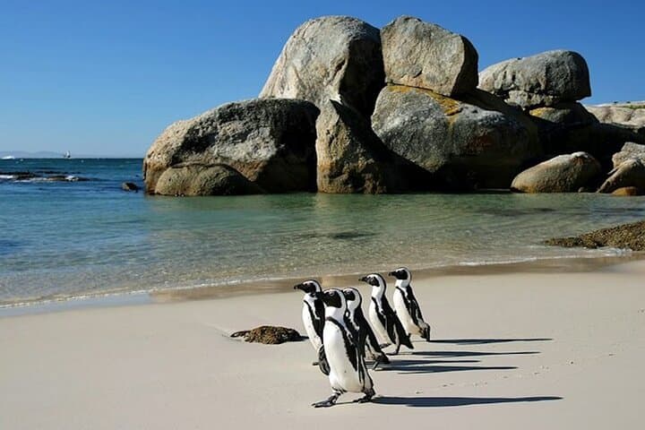 Cape Peninsula Scenic Coastal Adventure: Cape Point, Penguins & Chapman’s Peak photo 6