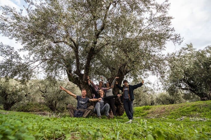 Hike the Crisaean Olive Grove from Delphi: Ancient Pilgrims' Path on the E4