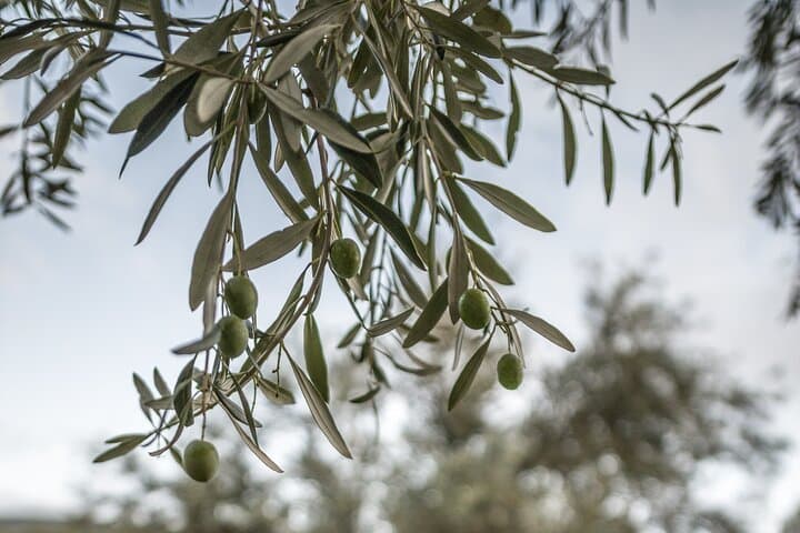 Hike the Crisaean Olive Grove from Delphi: Ancient Pilgrims' Path on the E4 photo 5