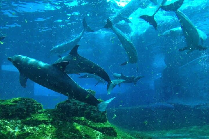 Red Sea Beginner Scuba Diving Trip from Hurghada — Two Dives, Lunch & Guided Intro photo 4