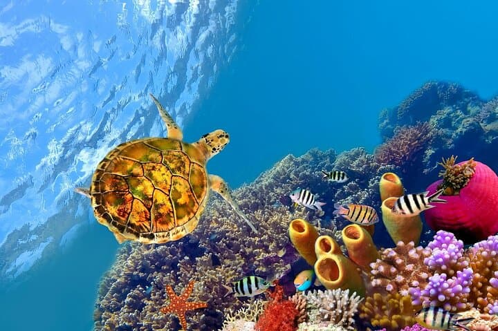 Red Sea Beginner Scuba Diving Trip from Hurghada — Two Dives, Lunch & Guided Intro photo 2