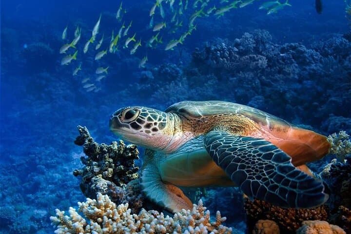 Red Sea Beginner Scuba Diving Trip from Hurghada — Two Dives, Lunch & Guided Intro photo 5