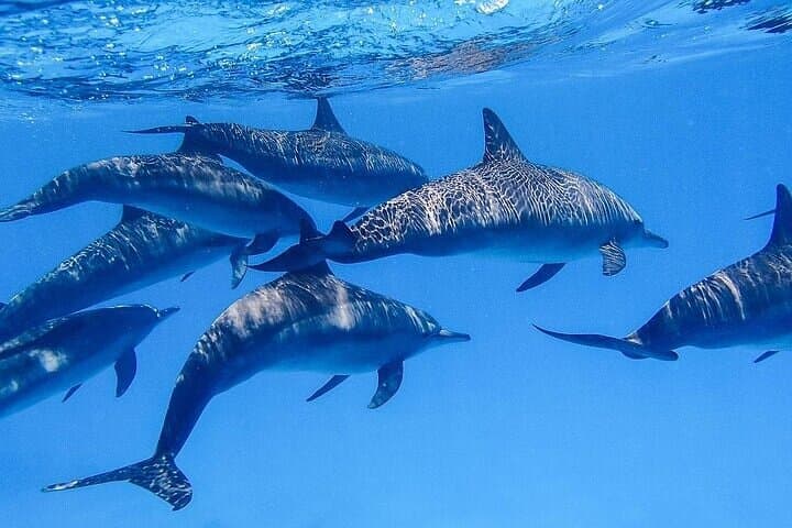 Hurghada Dolphin House Snorkel Trip: Dolphins, Coral Reefs & Lunch photo 3