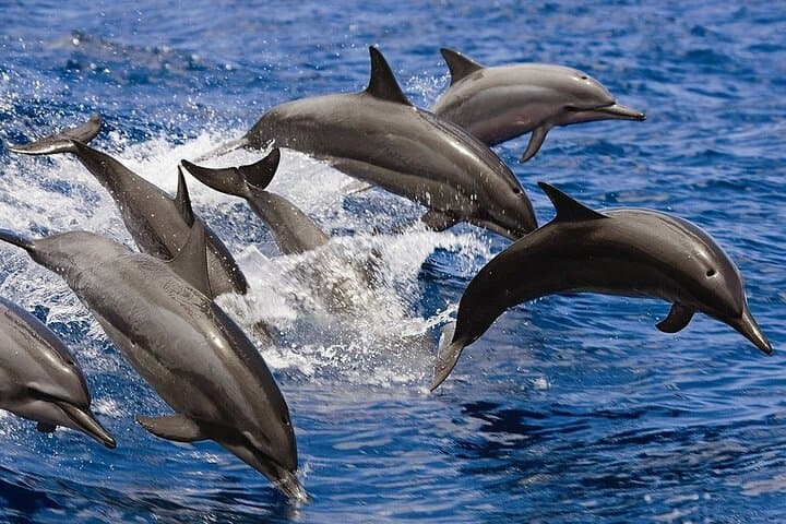 Hurghada Dolphin House Snorkel Trip: Dolphins, Coral Reefs & Lunch