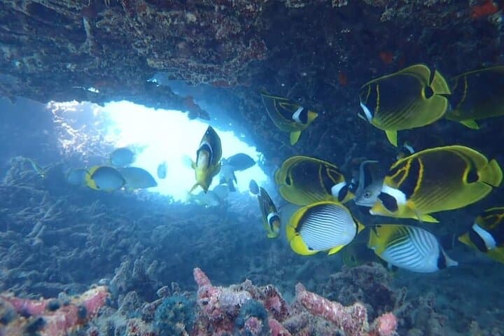 Private Speedboat to Ile aux Cerfs & Five Islands — Full-Day from Shandrani photo 3