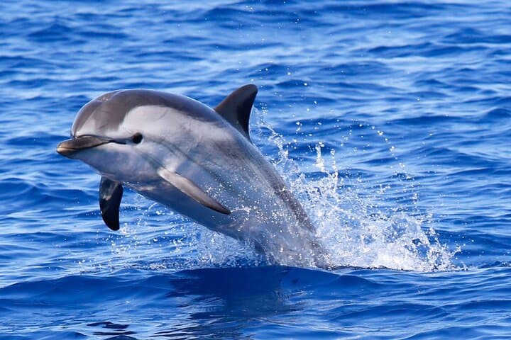 Private Speedboat to Ile aux Cerfs & Five Islands — Full-Day from Shandrani photo 5