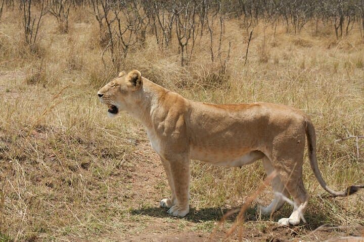 Lake Manyara & Ngorongoro: 2-Day Safari from Arusha photo 5