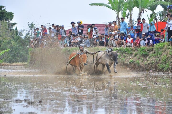 Private Day Tour from Bukittinggi to See Pacu Jawi Bull Race and Pagaruyung Palace photo 4