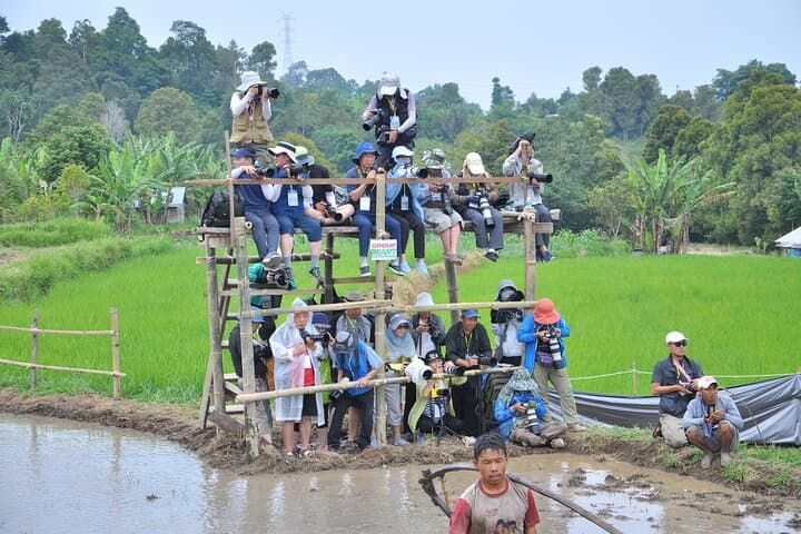 Private Day Tour from Bukittinggi to See Pacu Jawi Bull Race and Pagaruyung Palace photo 5