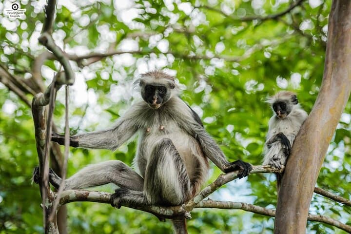 Zanzibar & Selous: 11-Day Beach and Safari Adventure photo 2
