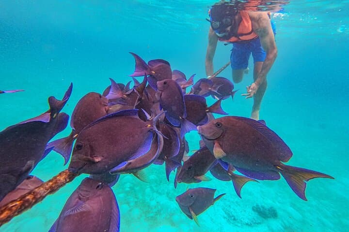 Snorkel Akumal: Turtles at Akumal Bay and Yalku Lagoon photo 3