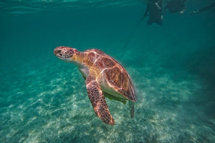 Snorkel Akumal: Turtles at Akumal Bay and Yalku Lagoon photo 4