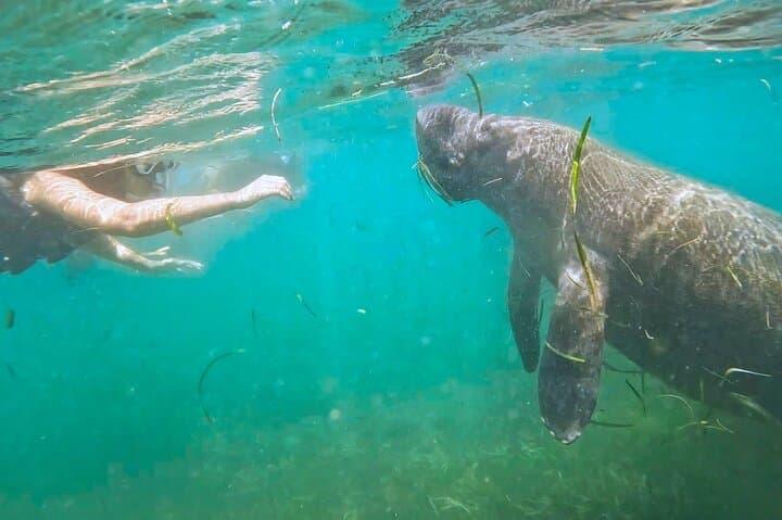 San Juan Snorkel with Turtles and Manatees — Free Video & Rum