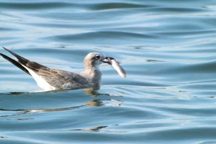 Bird Watching at Hacienda La Calera — Mombacho Nature Reserve, Granada photo 3