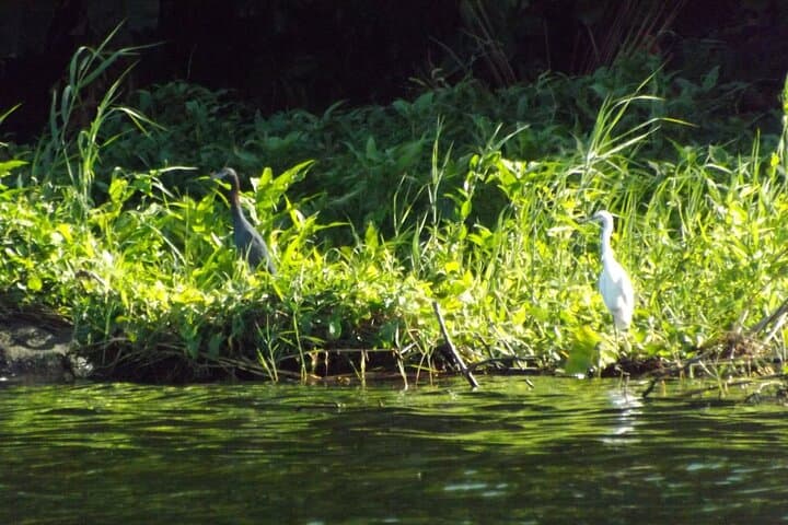 Bird Watching at Hacienda La Calera — Mombacho Nature Reserve, Granada photo 4