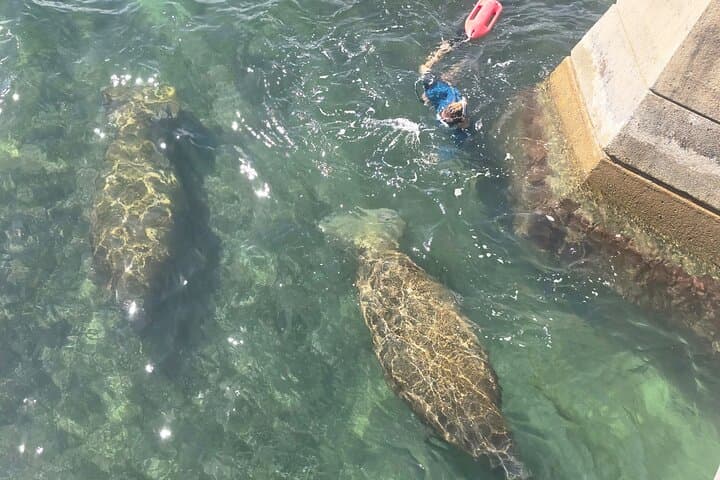 San Juan Snorkel with Turtles and Manatees — Free Video & Rum photo 5