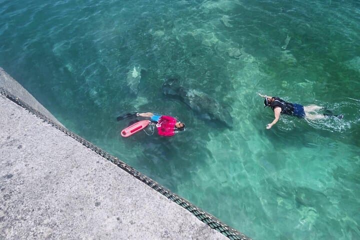 San Juan Snorkel with Turtles and Manatees — Free Video & Rum photo 4