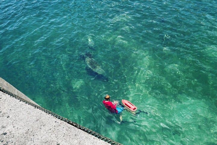 San Juan Snorkel with Turtles and Manatees — Free Video & Rum photo 6