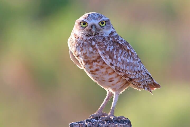 Exploring the Great Salt Lake: A Birding and Nature Adventure in Utah