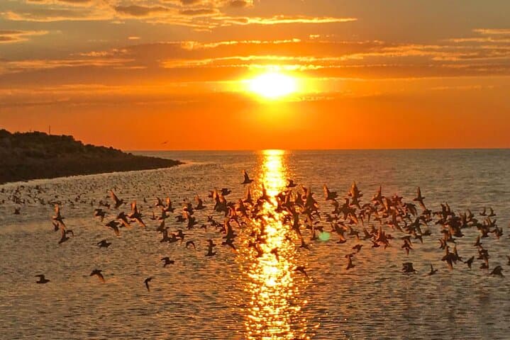 Exploring the Great Salt Lake: A Birding and Nature Adventure in Utah photo 6