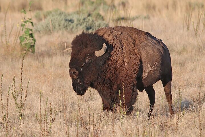 Exploring the Great Salt Lake: A Birding and Nature Adventure in Utah photo 2
