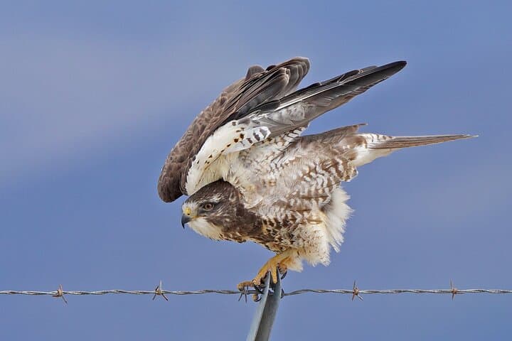 Exploring the Great Salt Lake: A Birding and Nature Adventure in Utah photo 5