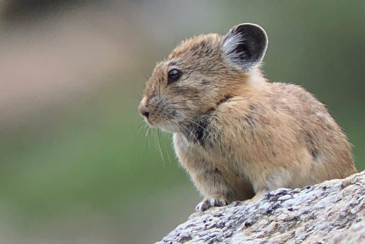 Uinta Mountains Birding and Nature Expedition — Half-Day High-Elevation Birding from Salt Lake City photo 2