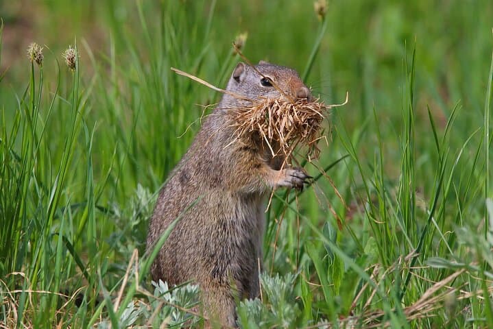 Uinta Mountains Birding and Nature Expedition — Half-Day High-Elevation Birding from Salt Lake City photo 5