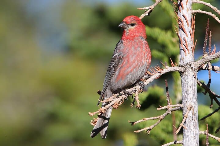 Uinta Mountains Birding and Nature Expedition — Half-Day High-Elevation Birding from Salt Lake City