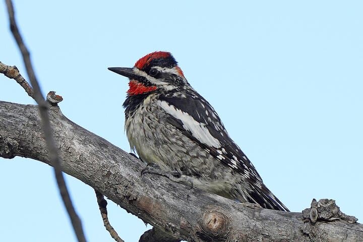 Uinta Mountains Birding and Nature Expedition — Half-Day High-Elevation Birding from Salt Lake City photo 3