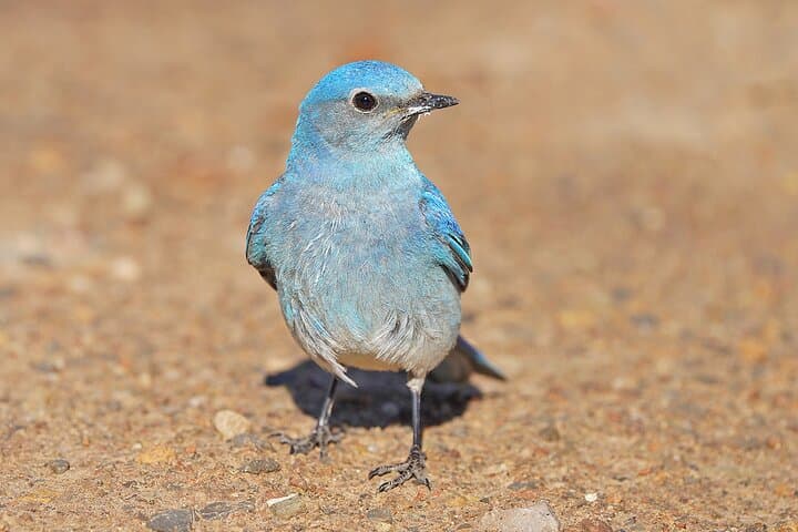Uinta Mountains Birding and Nature Expedition — Half-Day High-Elevation Birding from Salt Lake City photo 6