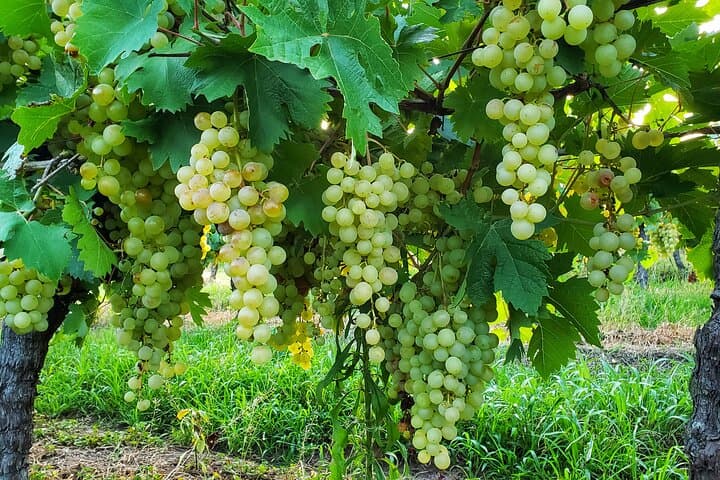 Colonia Cheeses & Wines: Private Full-Day Gourmet Tour