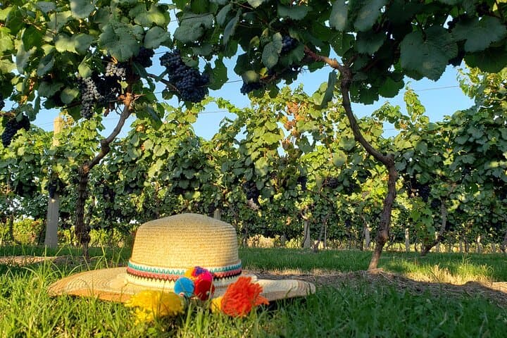 Colonia Cheeses & Wines: Private Full-Day Gourmet Tour photo 5