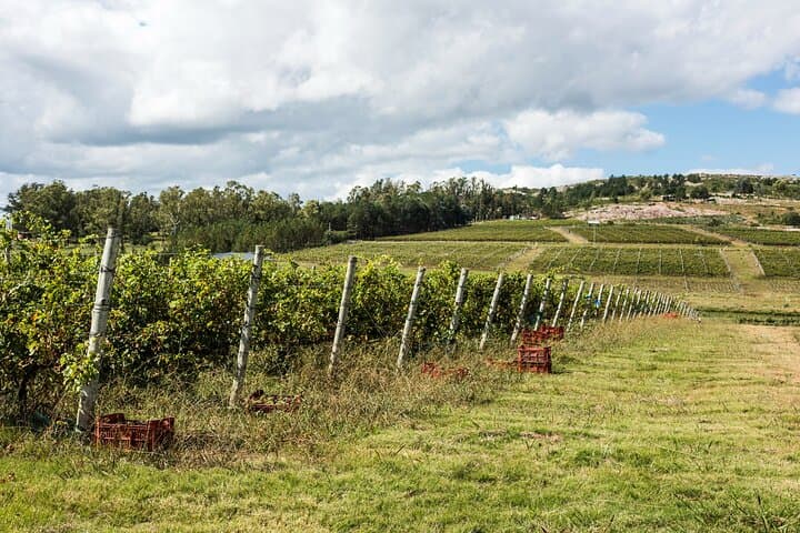 Colonia Cheeses & Wines: Private Full-Day Gourmet Tour photo 6