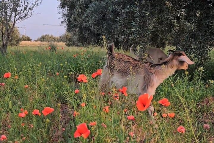 Farm Rescue Visit Near Marrakech: Meet Kai the Goat and Taste Farm-Style Tagine