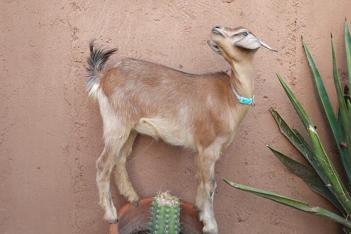 Farm Rescue Visit Near Marrakech: Meet Kai the Goat and Taste Farm-Style Tagine photo 2