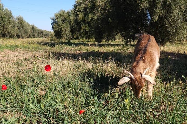 Farm Rescue Visit Near Marrakech: Meet Kai the Goat and Taste Farm-Style Tagine photo 4