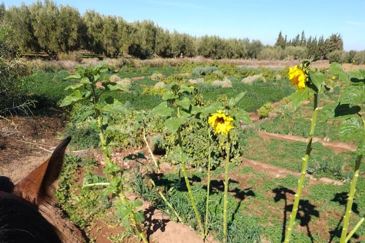 Farm Rescue Visit Near Marrakech: Meet Kai the Goat and Taste Farm-Style Tagine photo 5