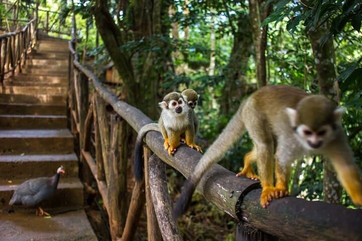 Puerto Plata Monkey Jungle and ATV Dune Buggy Adventure photo 4