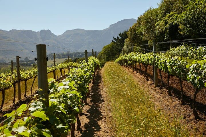 Five-Day Dream Wine Tour from Athens — Nemea, Delphi & Evia Wineries photo 5