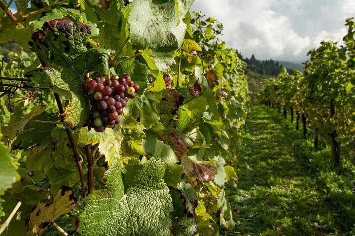 Five-Day Dream Wine Tour from Athens — Nemea, Delphi & Evia Wineries