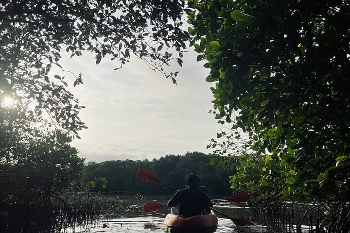 Al Thakira Mangrove Kayaking Adventure with Transfer — Paddle Qatar’s Purple Island photo 3