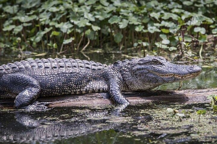 Everglades Airboat Experience: Miami to Everglades Alligator & Wetlands Tour photo 4