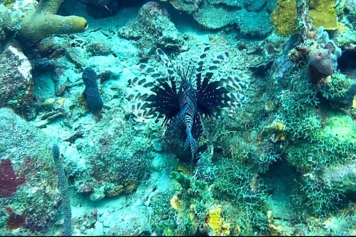Overnight Catamaran Snorkel & Scuba Adventure in the Rosario Islands photo 4