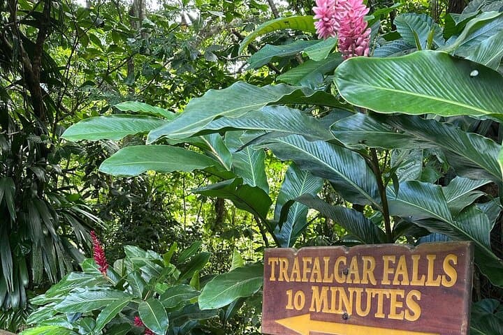 Roseau Hop-On Hop-Off: Scenic City & Rainforest Tour to Trafalgar Falls photo 5