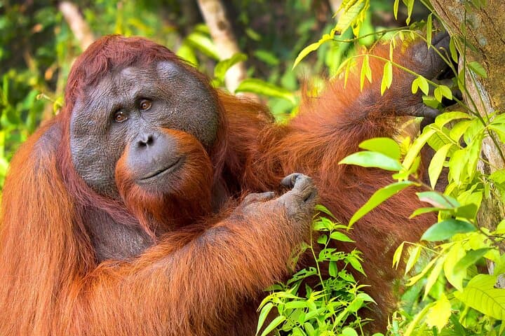 3-Day Tanjung Puting Orangutan & Klotok River Cruise: Camp Leakey Adventure