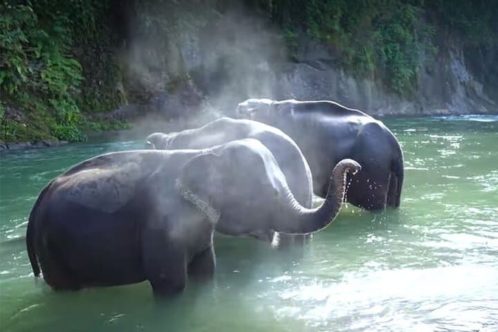 Tangkahan Day Trip from Medan: Waterfalls, Orangutans & Elephant Bathing photo 4